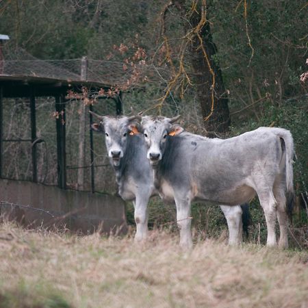 Tenuta Casabianca Murlo Bagian luar foto